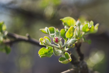 Obraz na płótnie Canvas Flowering apple tree in spring 