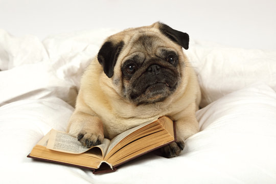 Pug dog reading a book