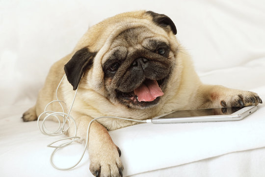 Pug dog in headphones is listening to music