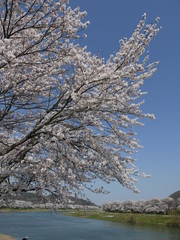 一目千本桜。白石川。大河原　宮城　日本。４月中旬。