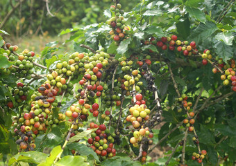 cherry coffee in the coffee garden