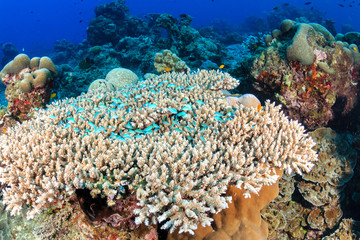 Tropical fish hiding in a staghorn coral on a tropical coral reef