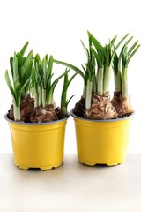 onions of daffodils with green sprouts