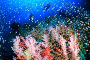 Fototapeta na wymiar SCUBA divers swimming over colorful, healthy soft corals on a tropical reef