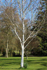 The Himalayan Birch Tree. For landscaping. Adult tree. White bark.