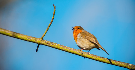 Red robin bird perched and singing on a tree branch in the evening sunlight 