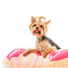 Cute dog sitting on doughnut swim ring isolated on white