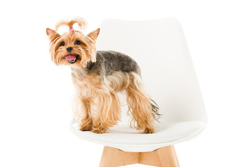 Cute yorkie dog standing on chair isolated on white