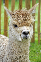 Portrait of young Alpaga in summer 