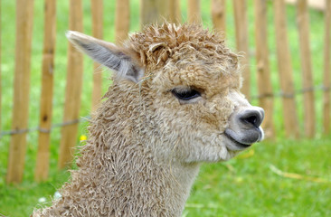 Portrait of Alpaga in brown color in summer 