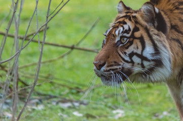 tigre de sumatra
