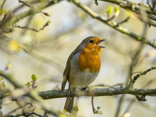 Obraz premium Robin