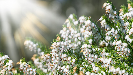 Heidekraut in Sonnenlicht.