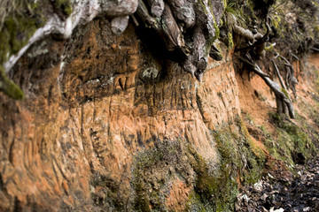 Sandstone beneth the roots of a tree