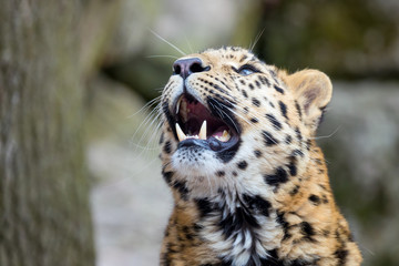 Amur leopard showing his teeth