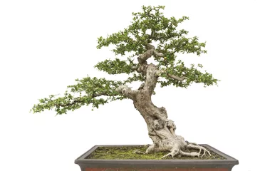 Fotobehang Bonsai Isolated Bonsai pine tree  © leeyiutung