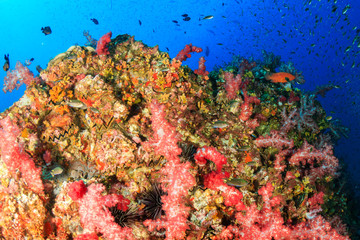 Naklejka na ściany i meble A colorful, healthy tropical coral reef