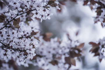 branches with white delicate spring flowers of fruit tree. Cherry flowering.  Vintage style hipster.
