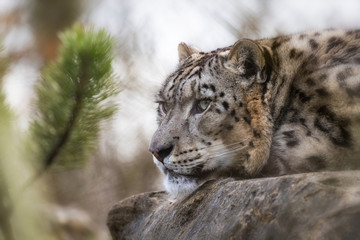 Adult snow leopard resting on a rock