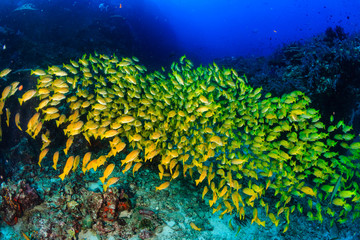 Fototapeta na wymiar A school of Snapper deep underwater on a tropical coral reef