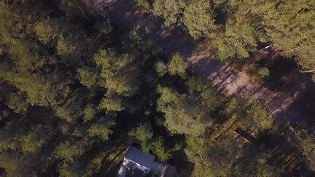 aerial view of the tops of trees in a pine forest