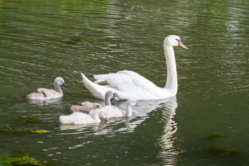 Schwan mit K&uuml;ken 4