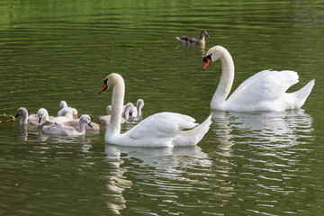 Schwan mit Küken 10