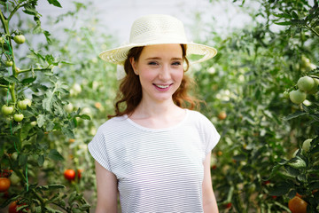 Young smiling agriculture woman worker working, harvesting tomatoes in greenhouse.