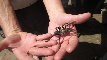 big spider on human hand