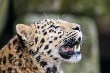 Foto auf Acrylglas Amur-Leopard, der nach oben schaut © Rixie