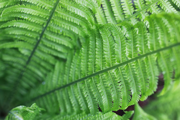 Landscape is summer. Green trees and grass in a countryside land