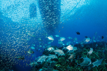 Trevally and jacks underneath a boat moored above a tropical coral reef