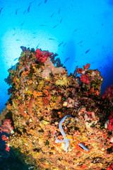 Fototapeta na wymiar Blue Starfish surrounded by colorful soft corals on a tropical reef