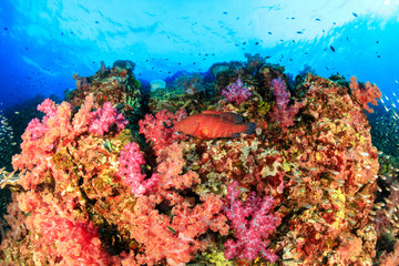 A colorful, healthy tropical coral reef