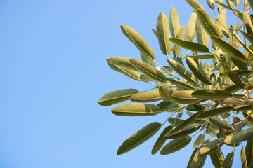 leaf branch and blue sky