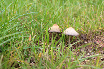 Close-up photo of unidentified edible mushroom in the vivid green grass and some mud