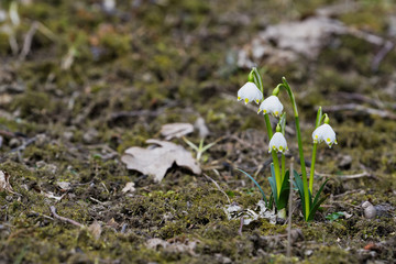 Beautiful blooming of White spring snowflake flowers