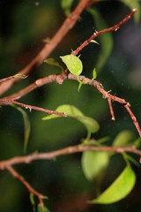 small leaf on a branch
