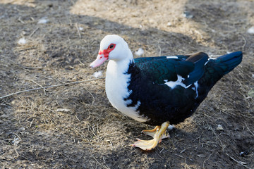Muscovy ducks (Cairina moschata) is a duck which is native to Mexico, Central and South America