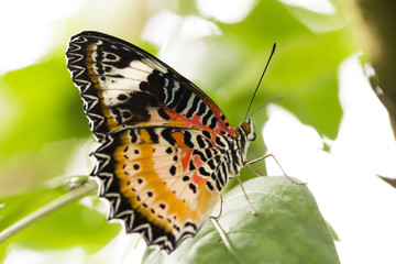 Schmetterling