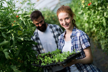 Young couple farming vegetables