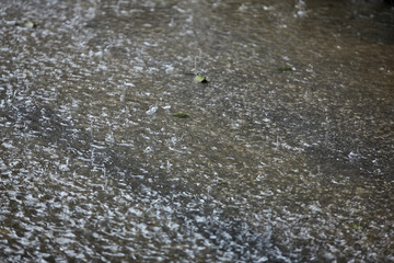 Heavy rain drops on road.