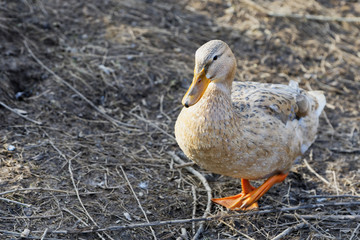 Muscovy ducks (Cairina moschata) is a duck which is native to Mexico, Central and South America
