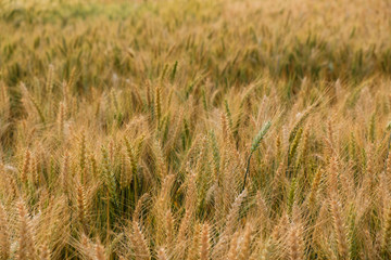 Fototapeta premium barley in field for crops,rice dry at farm