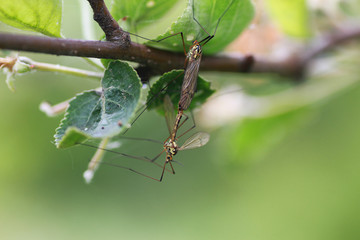 Treatment of plants from insects