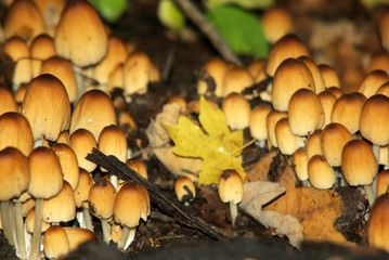 Close-up mushrooms background soft bokeh