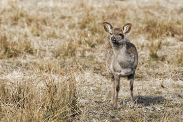 Red deer, Altai maral (Cervus elaphus sibiricus)