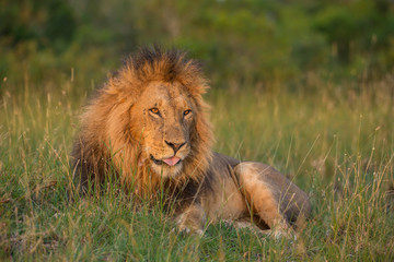 Fototapeta na wymiar Lion portrait in sunset rays 