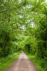 Fototapeta na wymiar Straight rural road through greenery in Southern England
