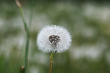 farm in nature outdoor